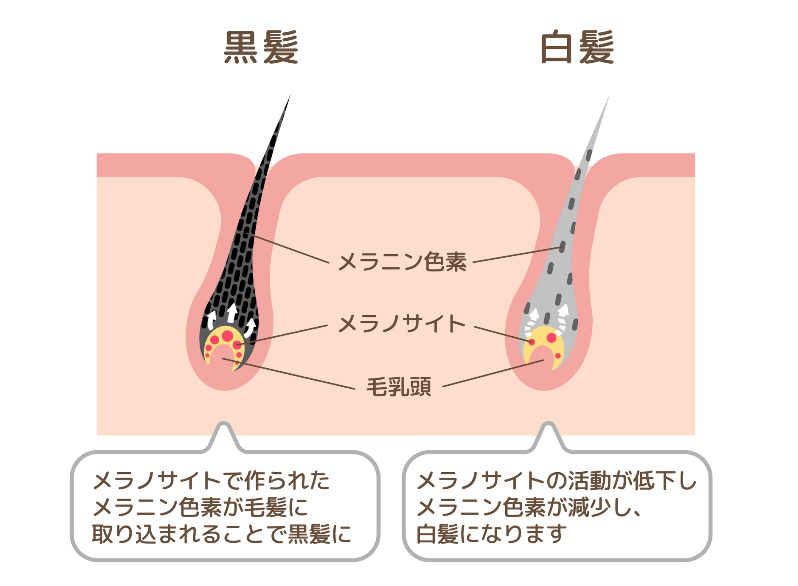 A conditioner born from regenerative medicine research.